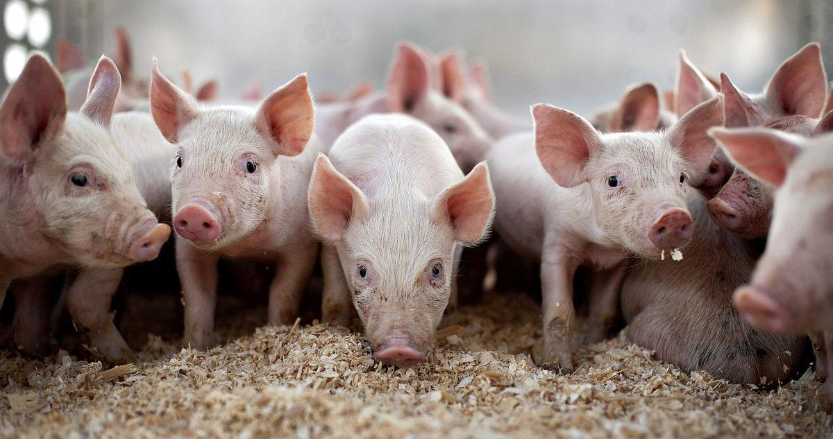 饲料原料暴涨后猪价能否打个翻身仗？
